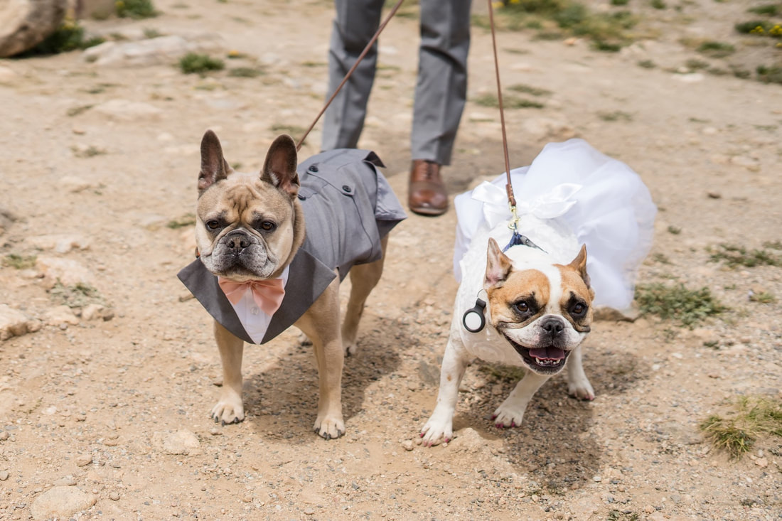 dog-signing-marriage-license
