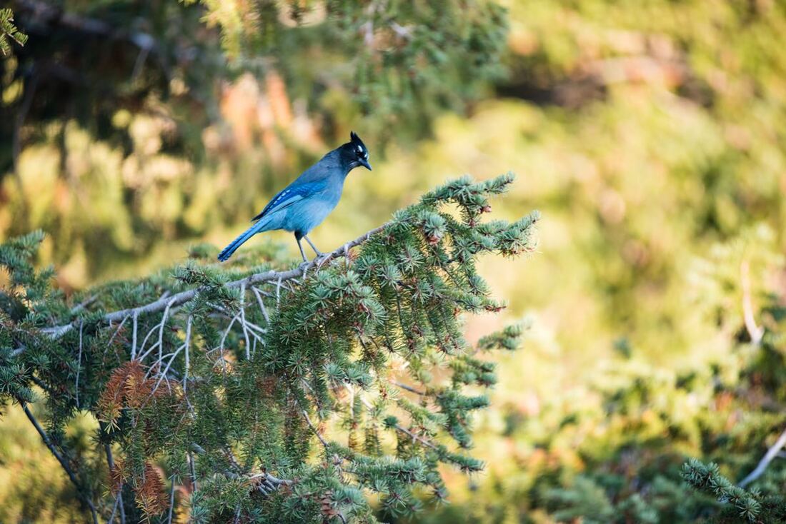 Colorado microwedding 